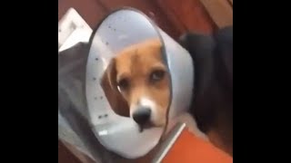 woof
