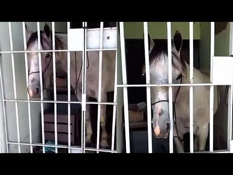 Police throw a HORSE in jail for kicking a car in Brazil