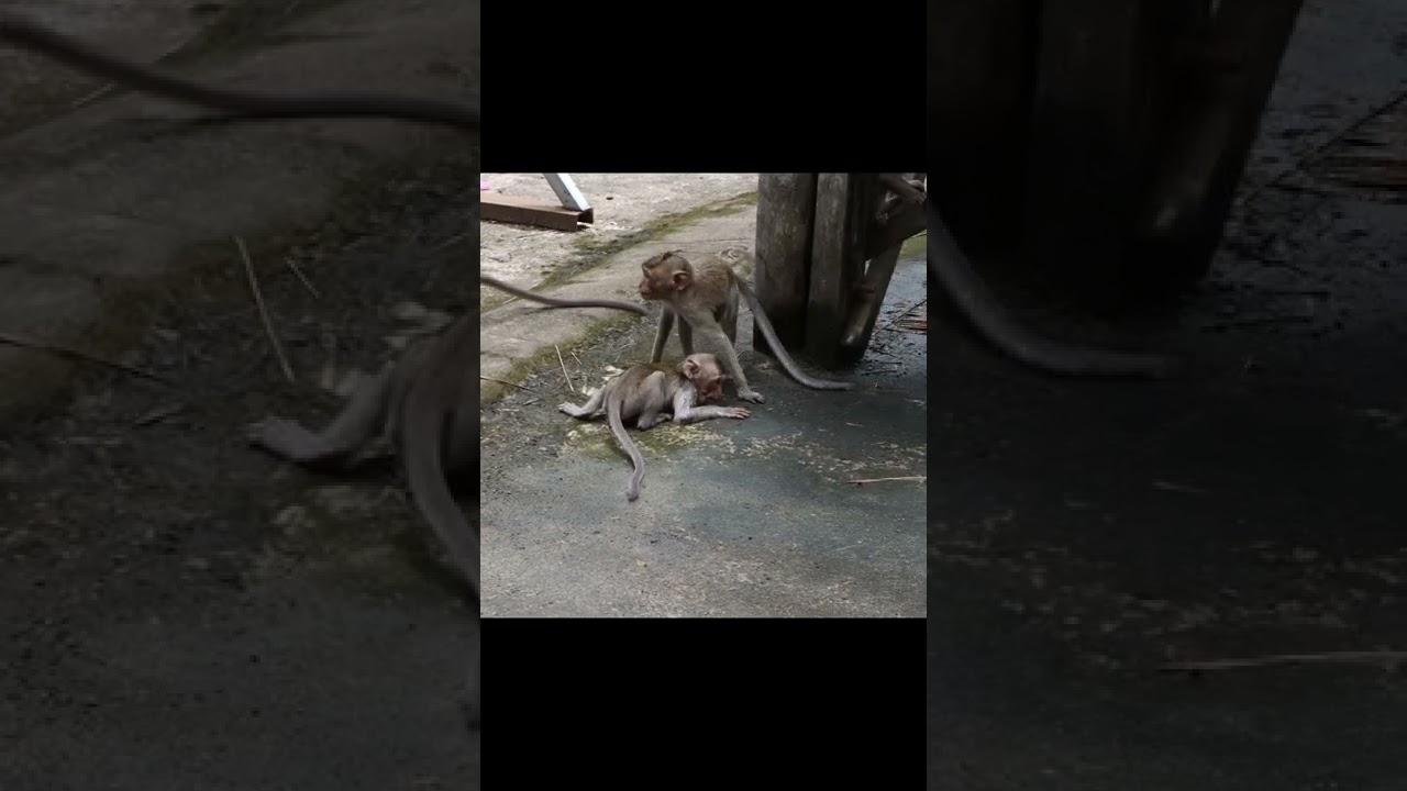 Very pity this Monkey 