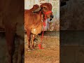 Top Quality 1st lactation Female Calf Wali Cow👍 #shorts