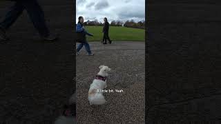 We Think Children Killed Her Puppies