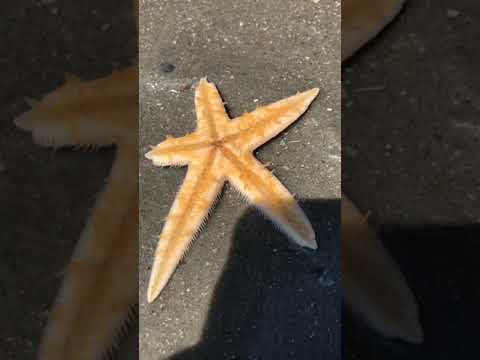 Video: ¿Qué pez come estrella de mar asterina?