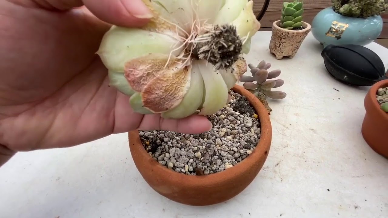 My 10 steps for new plants and in order of priority!