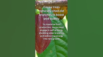Cocoa Trees: Nature’s Self-Renewing Chocolate Factories!