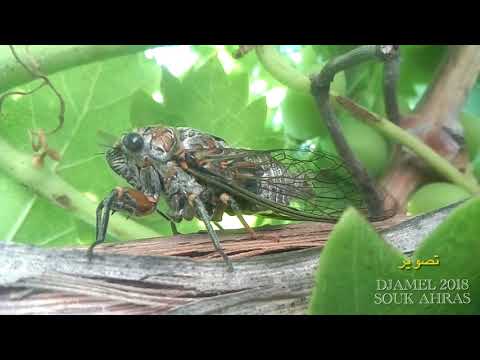 صرصور النهار