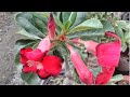 Cara penyiraman tabulampot adenium atau kamboja jepang dengan air cucian beras supaya tumbuh subur Cara penyiraman tabulampot adenium atau kamboja jepang dengan air cucian beras supaya tumbuh subur