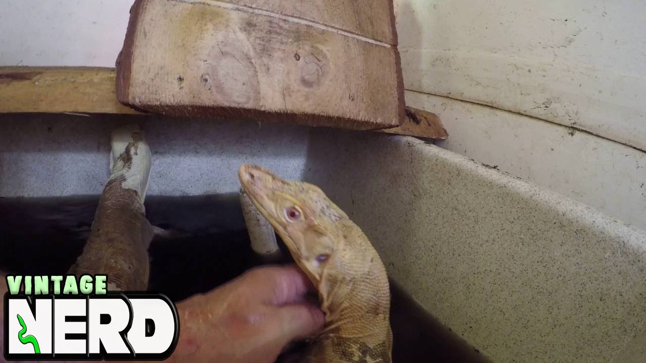 vlogs in spanish Playing with T Negative Albino Water Monitors