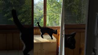 Котика Ластёнка просится на балкон #оле7 #котикаластенка #ластёна