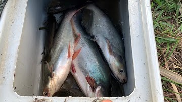 Móc Lỗ Câu Đài Câu Cá Tra Cá Rô Đồng Ở Miền Tây - Câu Cá Giải Trí