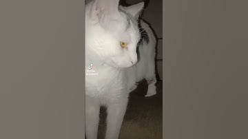 Milton does not like Thunderstorms. #thunder #tatumtalks #cats #crazycat  #catsoftiktok #cat