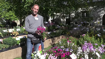 Où planter un phlox Paniculé ?