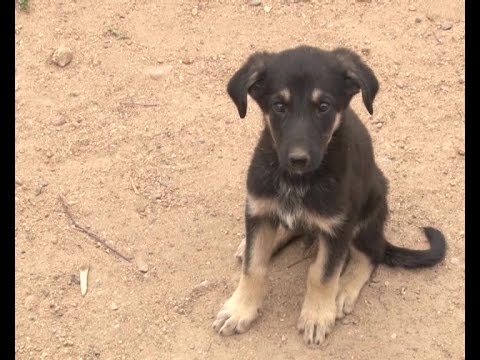 Контактный зоопарк лама. Солигорск животных. Морскую свинку в черном экране. Новорождённые маленькие морские свинки чёрные. Собаки стк.