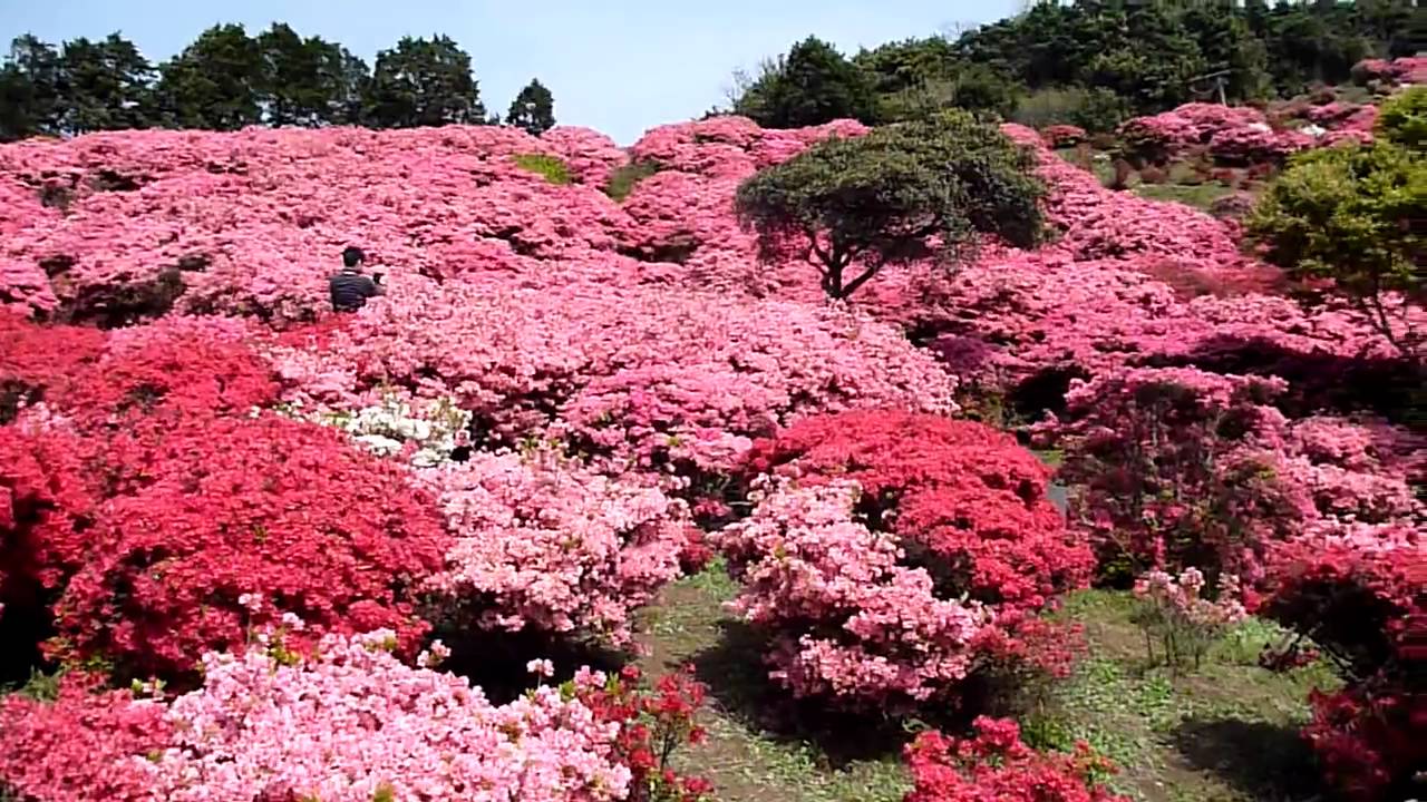 つつじの名所 長崎県佐世保市鹿町町長串山のツツジ Youtube つつじの名所 長崎県佐世保市鹿町町長串山のツツジ Youtube