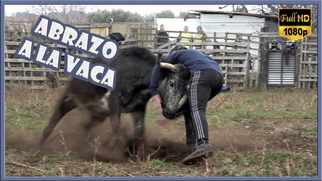 ABRAZO A LA VACA! Tienta privada 29-12-24