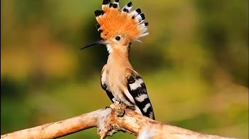 سورة النمل _ اعتزل العالم واستمع _ القارئ اسلام صبحي