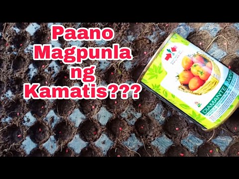 Video: Mga sunud-sunod na tagubilin sa kung paano mapalago ang mga punla ng kamatis