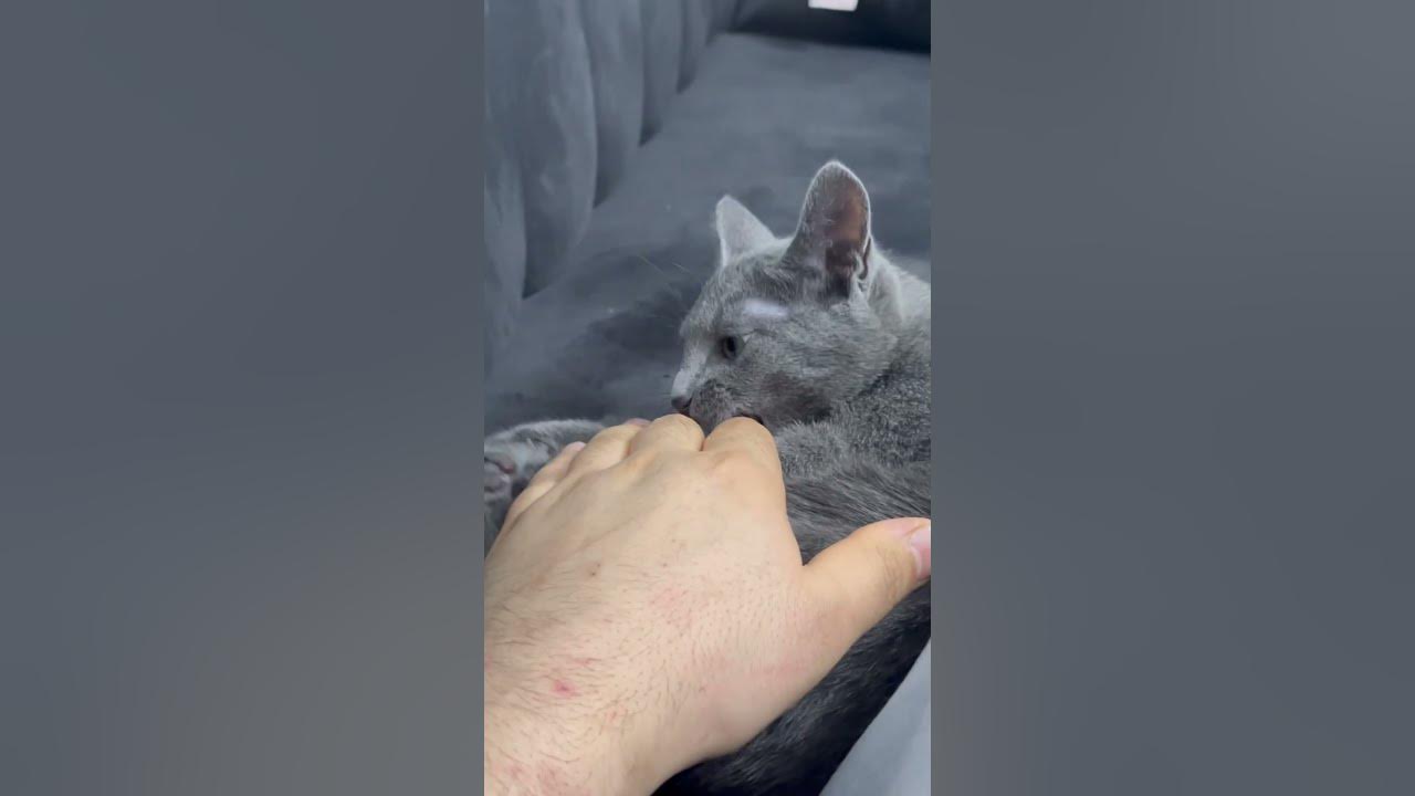 Katze Hat Mich Gekratzt Und Jetzt Schwellung Meine Katze hat mich so gekratzt 🥲 - YouTube