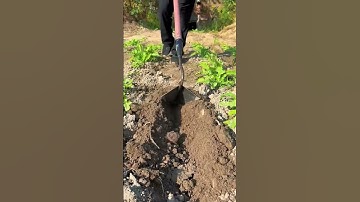 They use a tool to prepare the plant and make planting easier and faster