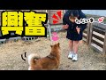 娘との感動の再会が柴犬姉妹が興奮しすぎてまさかの…