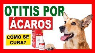Mi Perro Sacude Mucho Su Cabeza, Qué Es Opter Y Para Qué Sirve?