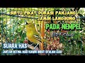 SUARA PIKAT BURUNG SIRTU/CIPOH RIBUT PALING AMPUH JAMIN LANGSUNG LENGET#sirtugacor@srfchannel3881