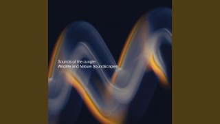Birds by a Brook - Sounds of the Jungle
