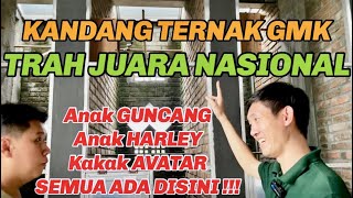 GREBEK KANDANG TERNAK MURAI FENDI MALANG - TRAH GUNCANG / HARLEY - AVATAR ADA DISINI !!!