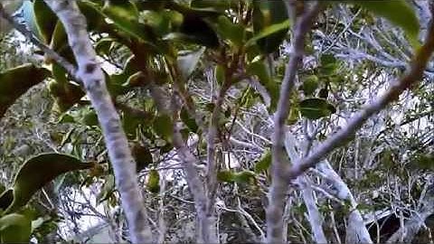 Syma X5C-1 Stuck In A Tree