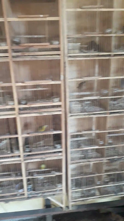 CEK HARGA BURUNG PRENJAK DAN CIPU DI JOGOROGO NGAWI