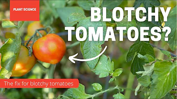 Jak bojujete proti skvrnitému dozrávání rajčat?