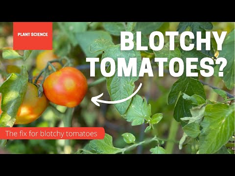 Vidéo: Tomato Catfacing - Comment traiter les déformations des catfaces dans les tomates