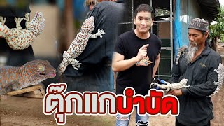 ตุ๊กแกบำบัด | ไทยทึ่ง WOW! THAILAND