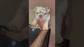 Lilac Merle Fluffy Carrier Frenchie puppy 5 weeks old #frenchbulldog #puppy #dog