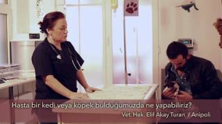 Hasta bir sokak kedisi veya köpeği bulduğumuzda ne yapabiliriz?