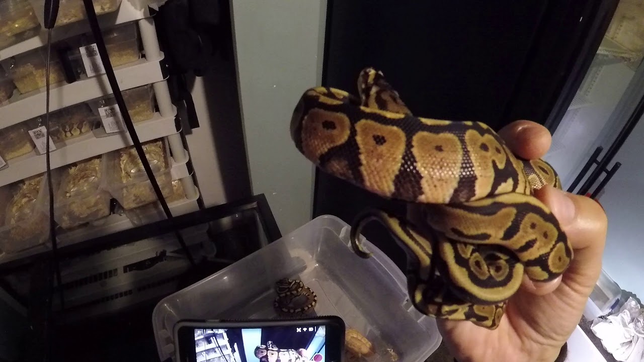 pythons for sale Shed out of first clutch