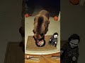 【衝撃】お菓子泥棒クマ、人形の悲鳴で飛び跳ねて失神するｗ　#AI動画