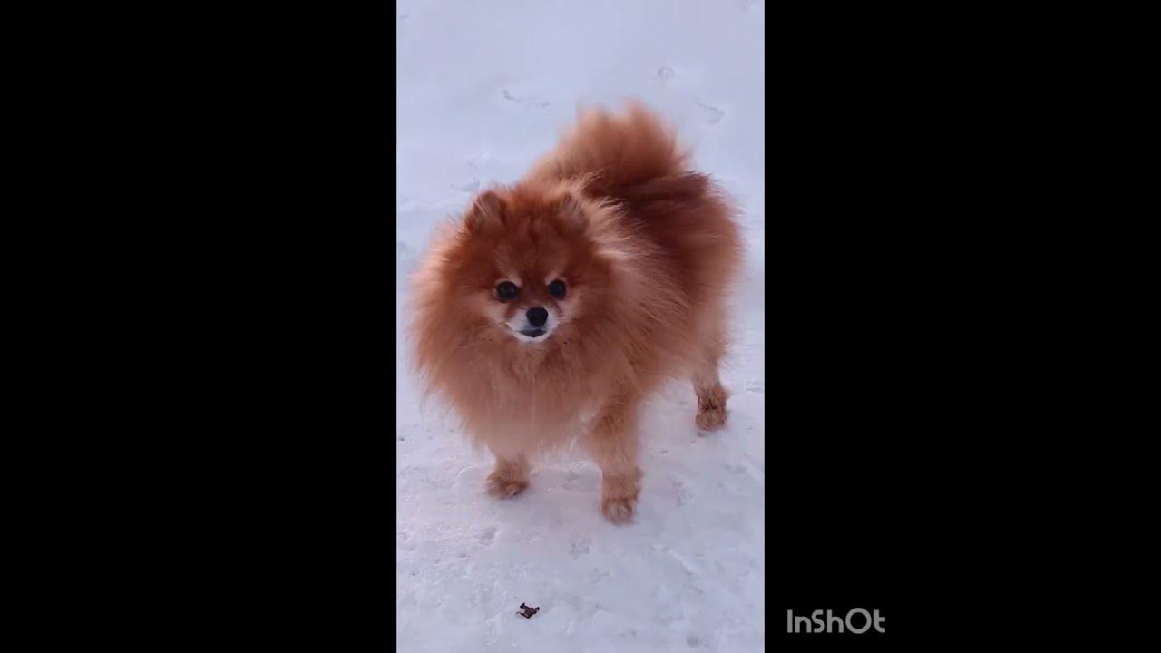 Рыжий рыжий, конопатый... - YouTube