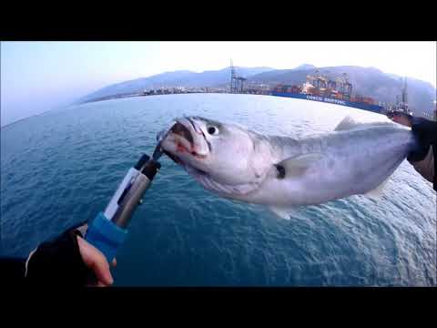 Fujin El Nino Popper İle Sabah Suyunda Ve Rüzgarlı Havada Yakala/Bırak Kofana (Bluefish) Avı...