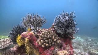 видео Всемирный день океанов