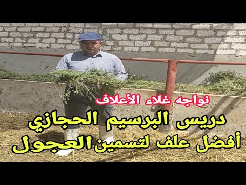 فرصة لاصحاب المزارع أعرف كيف يرفع دريس البرسيم تحويل العجول وكم كيلو للعجل في اليوم د السيد الطوخي