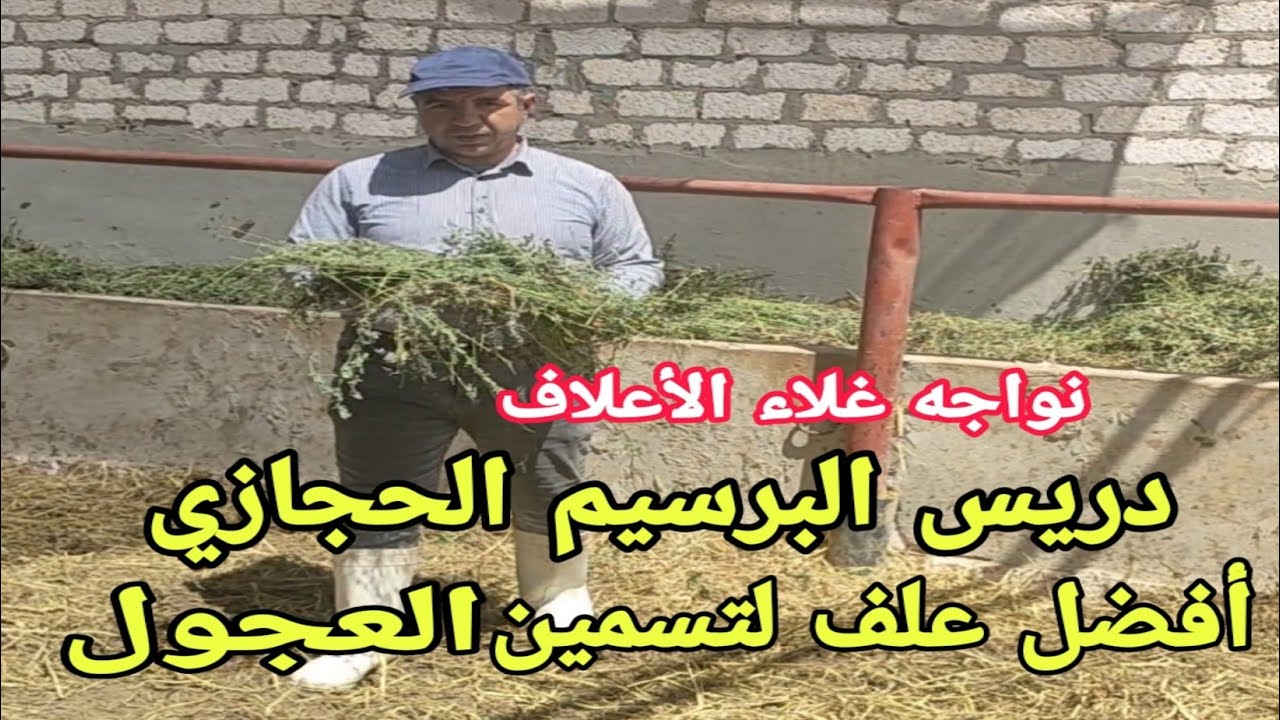 فرصة لاصحاب المزارع..أعرف كيف يرفع دريس البرسيم تحويل العجول.وكم كيلو للعجل في اليوم..د/السيد الطوخي