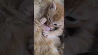 عشق بازی مامان حنا با نی نی ها 😻 #گربه