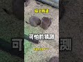 土撥鼠造成狐獴斷子絕孫，土撥鼠睡覺狐獴站崗？ 生殖隔離？#shorts #funny #搞笑 #pets #大熱門 #animals #王小怪