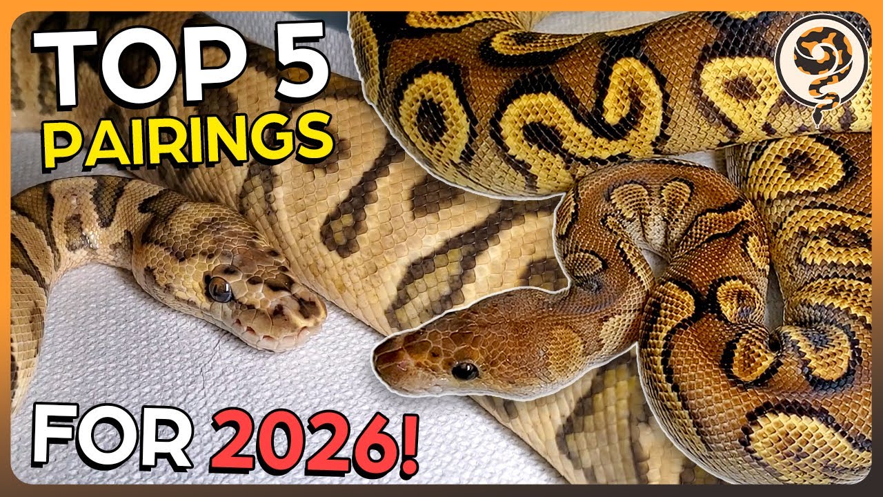 Пары шаровидных питонов, от которых зависит успех или провал 2026 года!