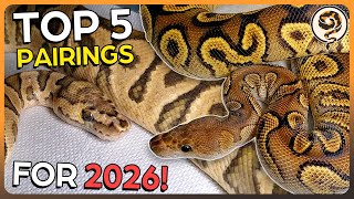 Famous The Ball Python Pairings that will MAKE OR BREAK 2026 for Us! Net Worth
