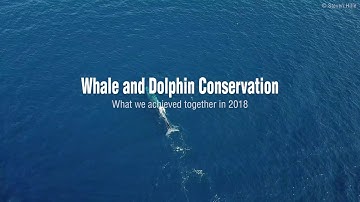 WDC Successes Video 2018