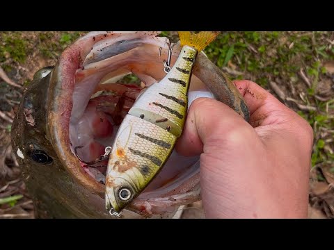 BIG BASS small swimbait