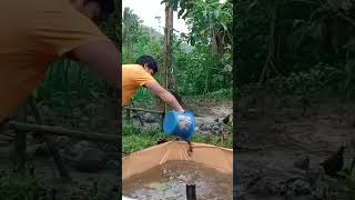 rabbit manure(compost) as azolla fertilizer👍🐰 #rabbitfarming #chickenfarming