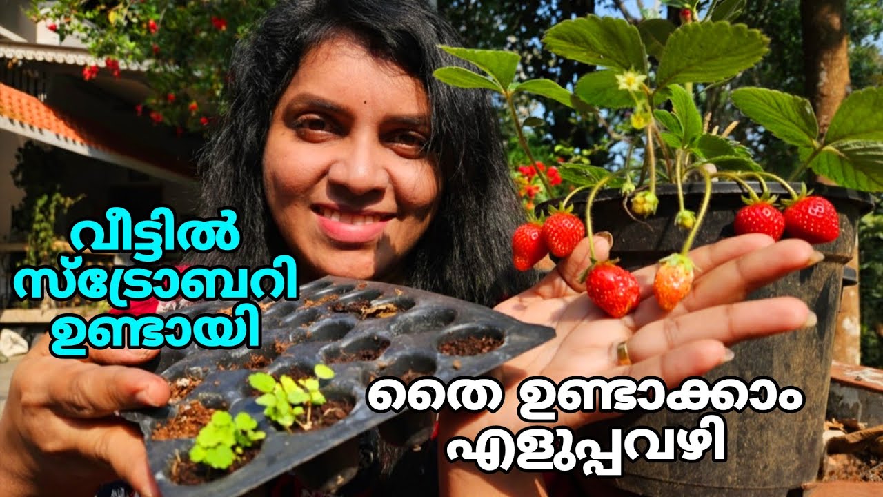 സ്ട്രോബറി വീട്ടിൽ ഉണ്ടായി | എളുപ്പത്തിൽ തൈ ഉണ്ടാക്കാം |   Strawberry cultivation tips Malayalam |