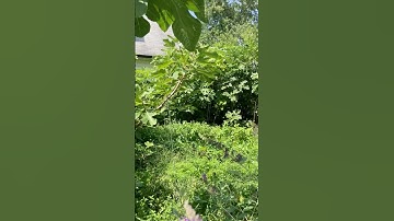 Fig Tree Not Fruiting: 1 Pruning Fix #fig #figtree #figboss #gardeningtips #fruittrees